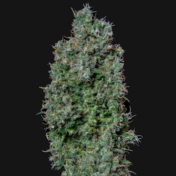 Maui Magilla Glue